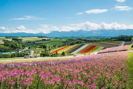 秋天北海道花期摄影图