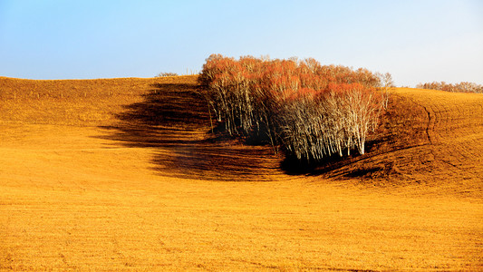 深秋白杨树丛摄影图