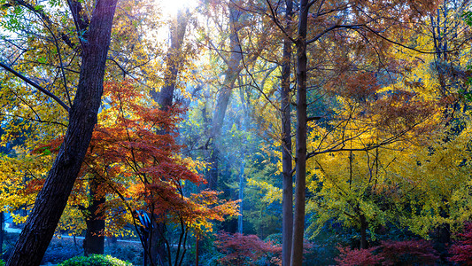 阳光树林摄影照片_清晨阳光金色树林摄影图