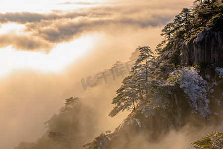 黄山松徽派盆景摄影照片_雪景黄山的照片