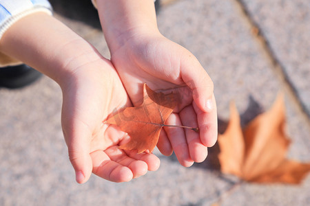 秋天孩子手上的枫叶摄影图