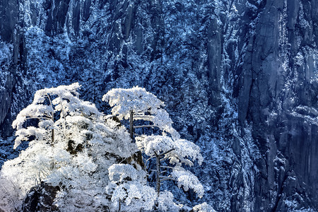 雪松树摄影照片_冬天雪和松树摄影图