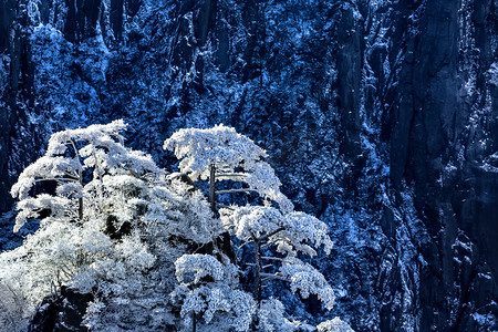 雪松树摄影照片_山峰松树和雪摄影图