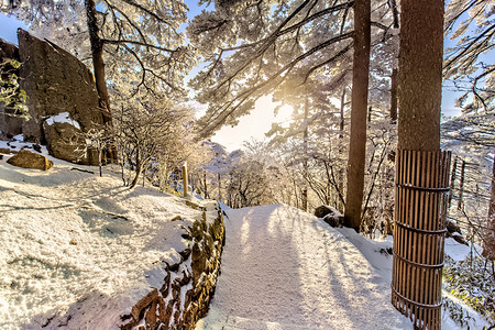 冬季雪太阳和松树摄影图
