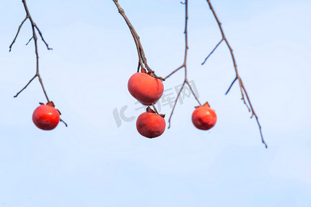 秋季柿子树柿子果实摄影图