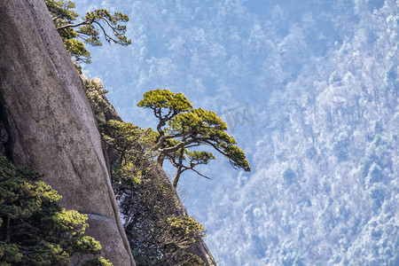 冬天雪松树和山峰摄影图