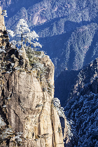 雪松树摄影照片_冬天松树白雪和山谷摄影图