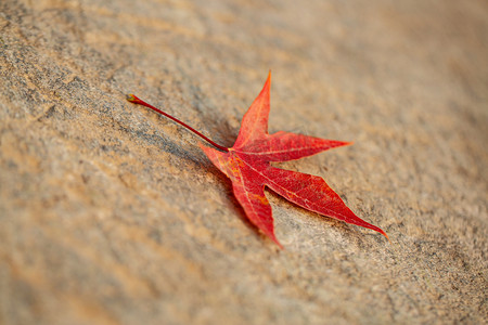 秋天石板上的枫叶