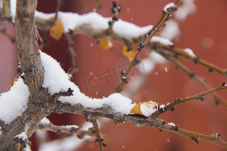 冬天落满积雪的树杈