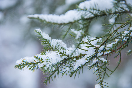 冬天落满积雪的柏树枝