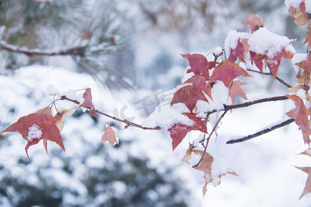 冬至摄影照片_冬天一枝落满积雪的枫叶