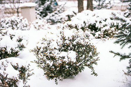 冬天大雪过后的植物实拍摄影图