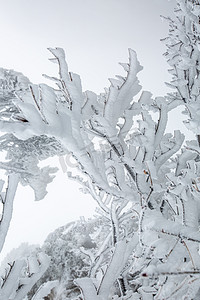 枝条摄影照片_冬天枝条树木和白雪摄影图