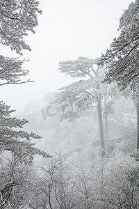 冬天树木松树和白雪摄影图