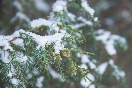 冬季树枝摄影照片_冬季落满积雪的柏树枝