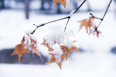 冬天一枝落满积雪的枫叶