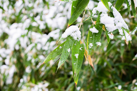 冬至摄影照片_落在绿色竹叶上的白雪