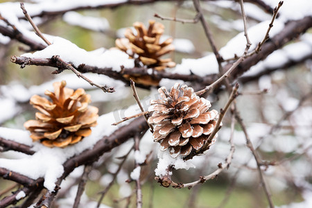 二四十节气摄影照片_大雪小雪节气树枝上的积雪