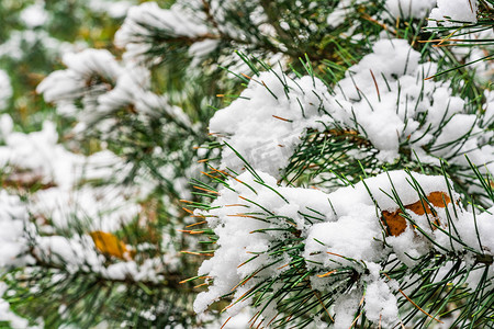 冬天树枝摄影照片_松树枝上的白雪摄影图