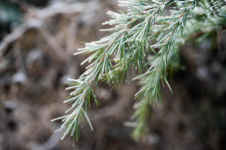 冬至小雪霜降落霜松枝植物