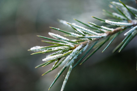 小雪大雪冬至霜降落霜松枝植物