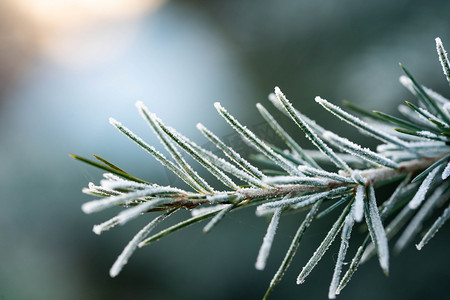 冬至小雪霜降落霜植物松枝