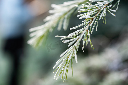 冬至小雪大雪落霜植物