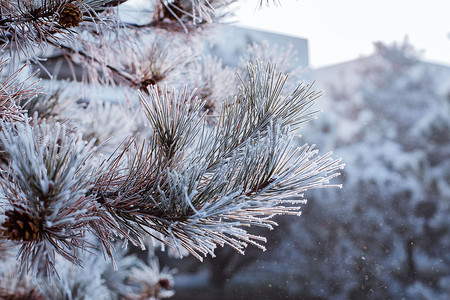 雪中的松树枝