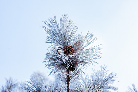 雪后的松树