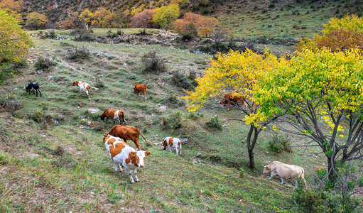 牛牧场摄影照片_内蒙古高山牛群牧场