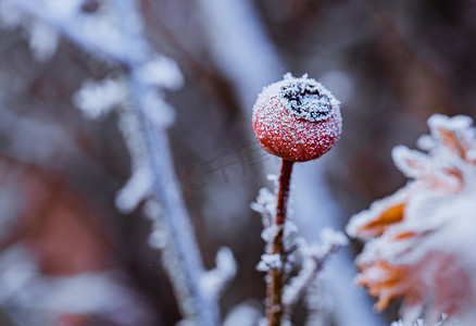 圣福灵雪景山摄影照片_落了一层小雪花的红果子