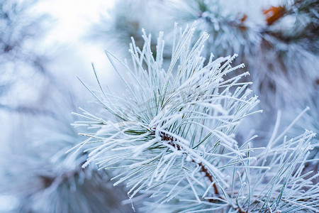 冬天树枝摄影照片_雪后的松树枝冬季美景