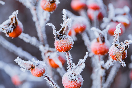 红色喜庆企业背景摄影照片_落满小雪的红色果实