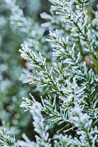 冬季雪景之落了一层小雪的松枝