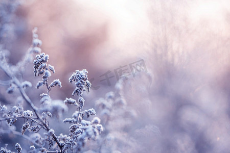 小寒摄影照片_冬季落霜树枝