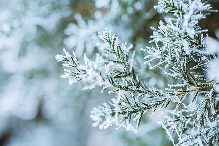 冬季雪景松枝落雪