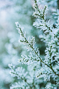 堆雪人下雪插画摄影照片_绿色松枝上的小雪