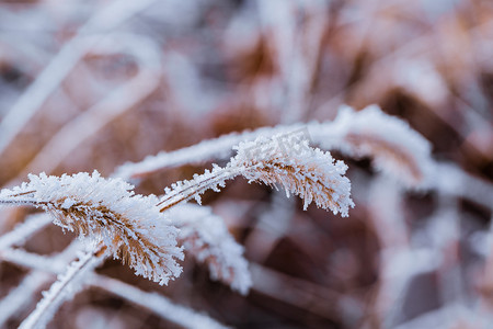 落满雪花的狗尾草