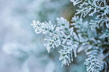 霜降摄影照片_落满雪花的松枝