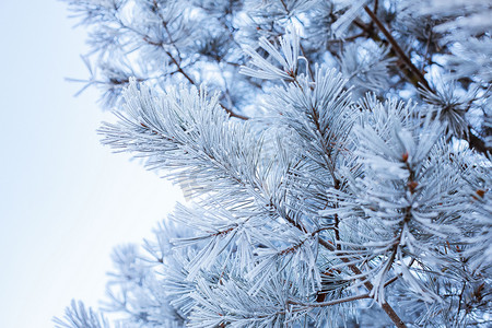 冬天树枝摄影照片_冬季美景落满小雪的松树枝