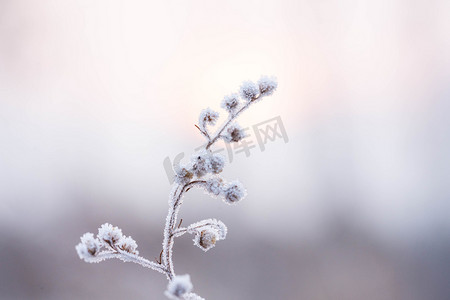霜降白露寒露植物