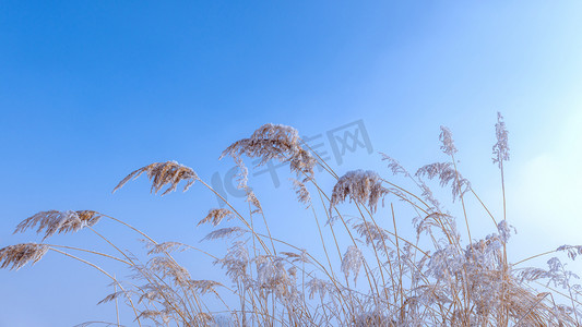 冬至植物摄影照片_内蒙古冬季雪景植物