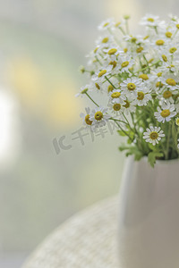 底纹植物手绘摄影照片_清新可爱午后植物小雏菊