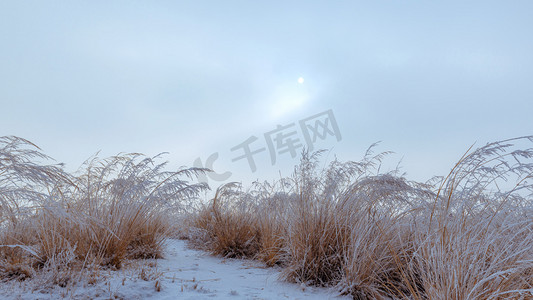 内蒙古冬季植物雪景