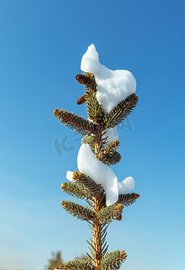 蓝天松树冰雪树挂