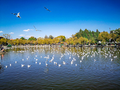 飞舞摄影照片_昆明大观公园飞舞的海鸥