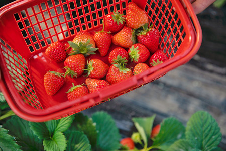 水果草莓摄影照片_半篮草莓