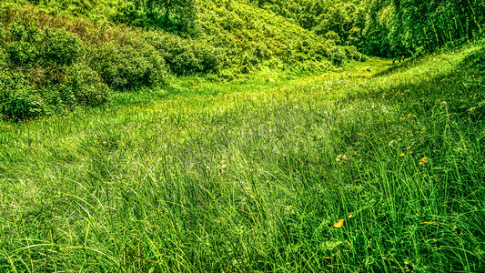 绿色植被上午植被风景旅游摄影图配图