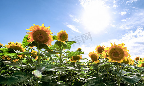 蓝绿色简历摄影照片_葵花中午葵花室外风景摄影图配图