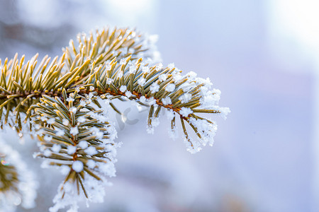 树挂冬天松树户外下雪摄影图配图